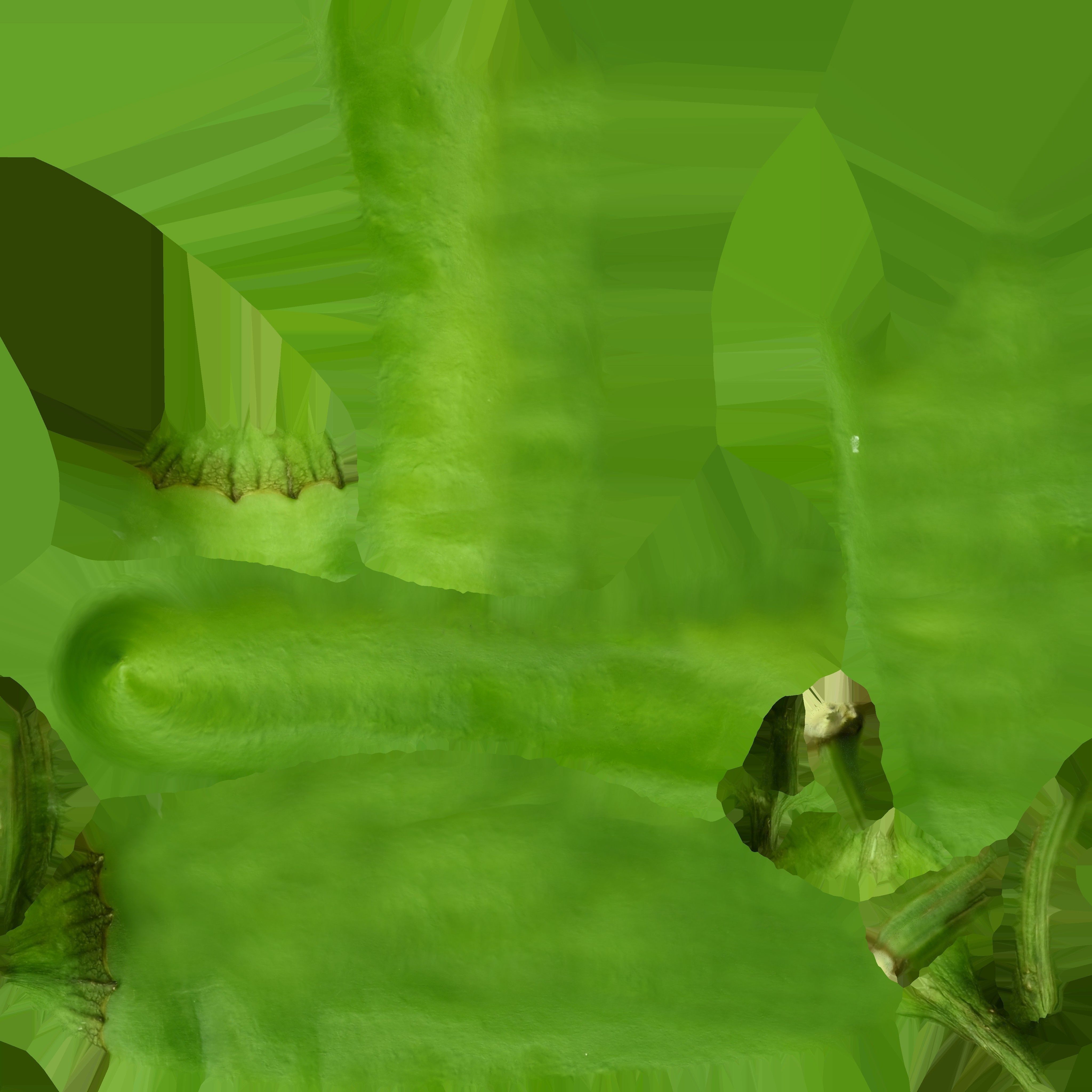 Green Pepper 3D model_10