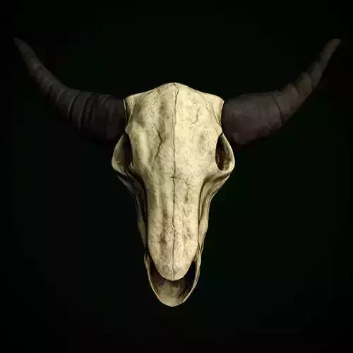 Bull Skull