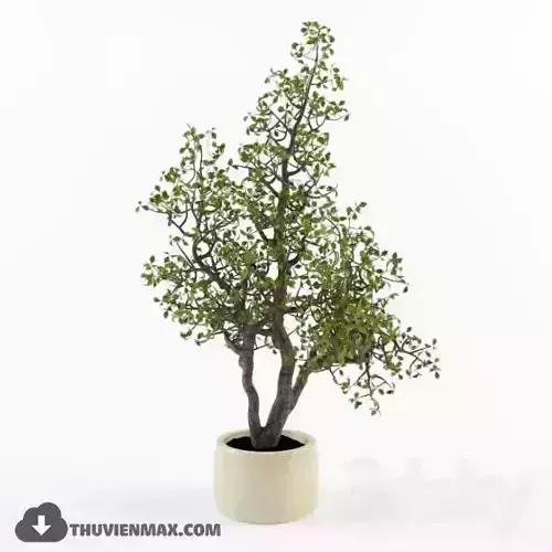 plant bonsai tree in pot Free 3D model