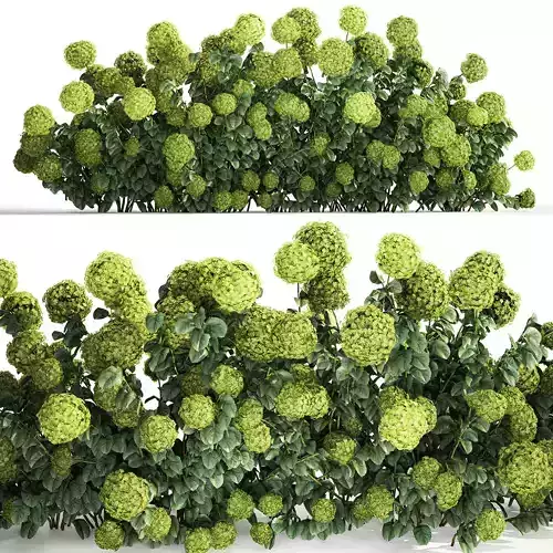 Green Hydrangea Bushes For Garden Landscaping 1184 3D model