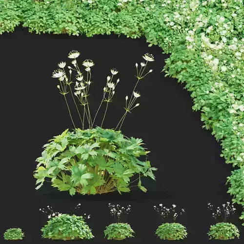 Astrantia major flower