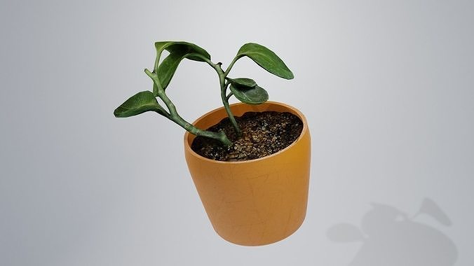 decorative plant low poly Low-poly 3D model