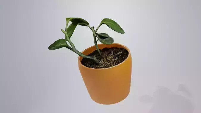 decorative plant low poly