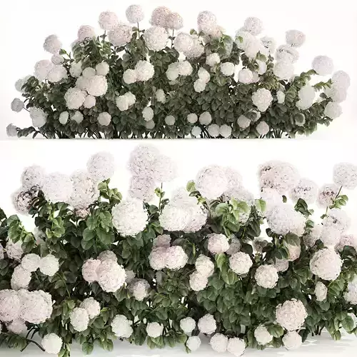 White Hydrangea Bushes For Garden Landscaping 1185 3D model