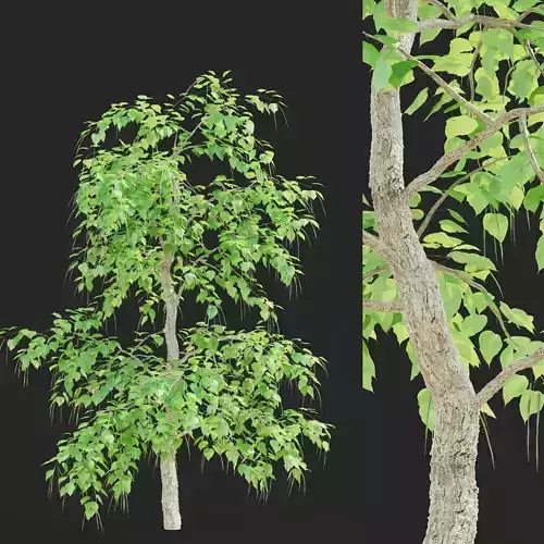  Catalpa bignonioides tree