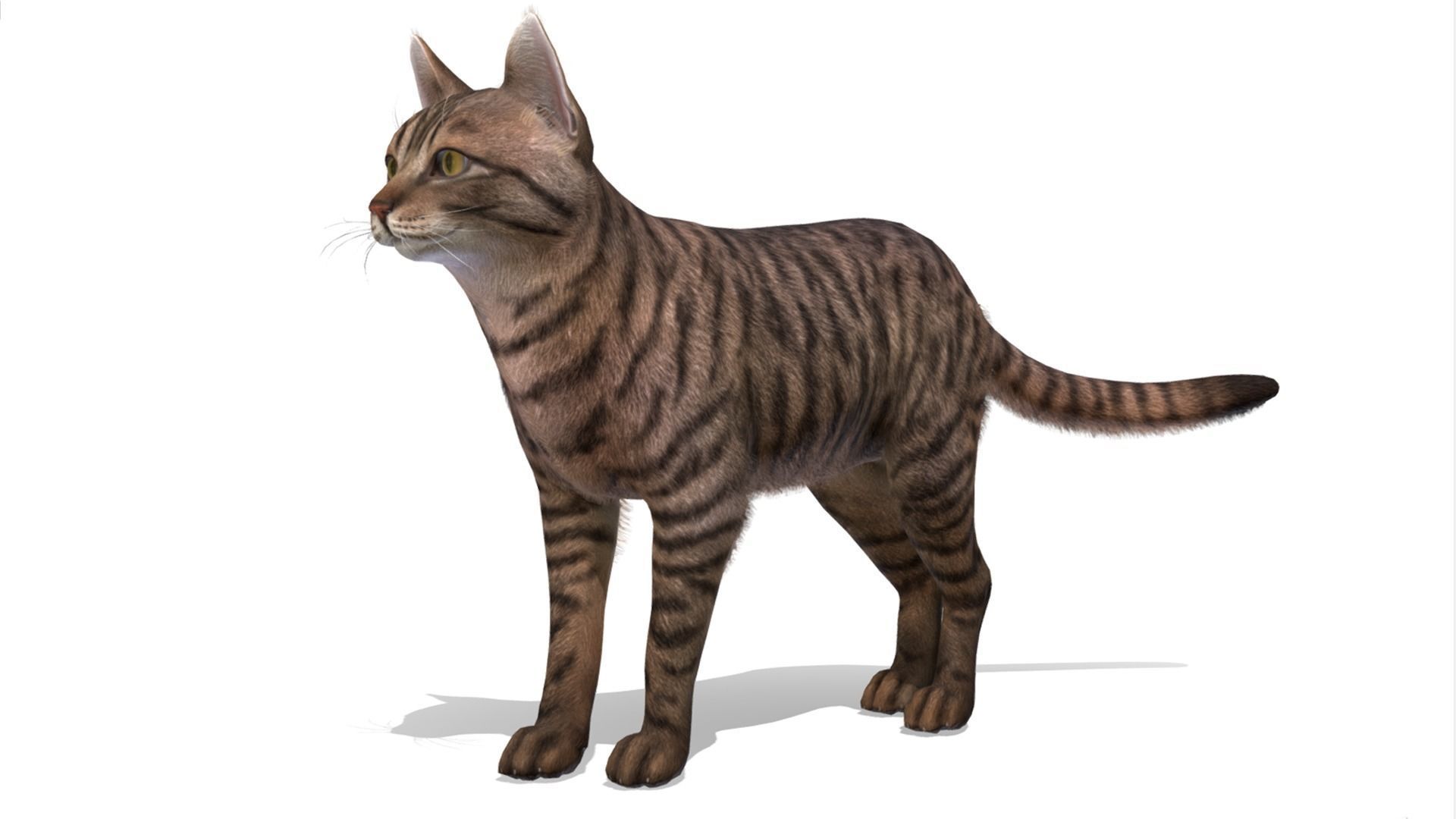 Cats - Simple Low-poly 3D model_10