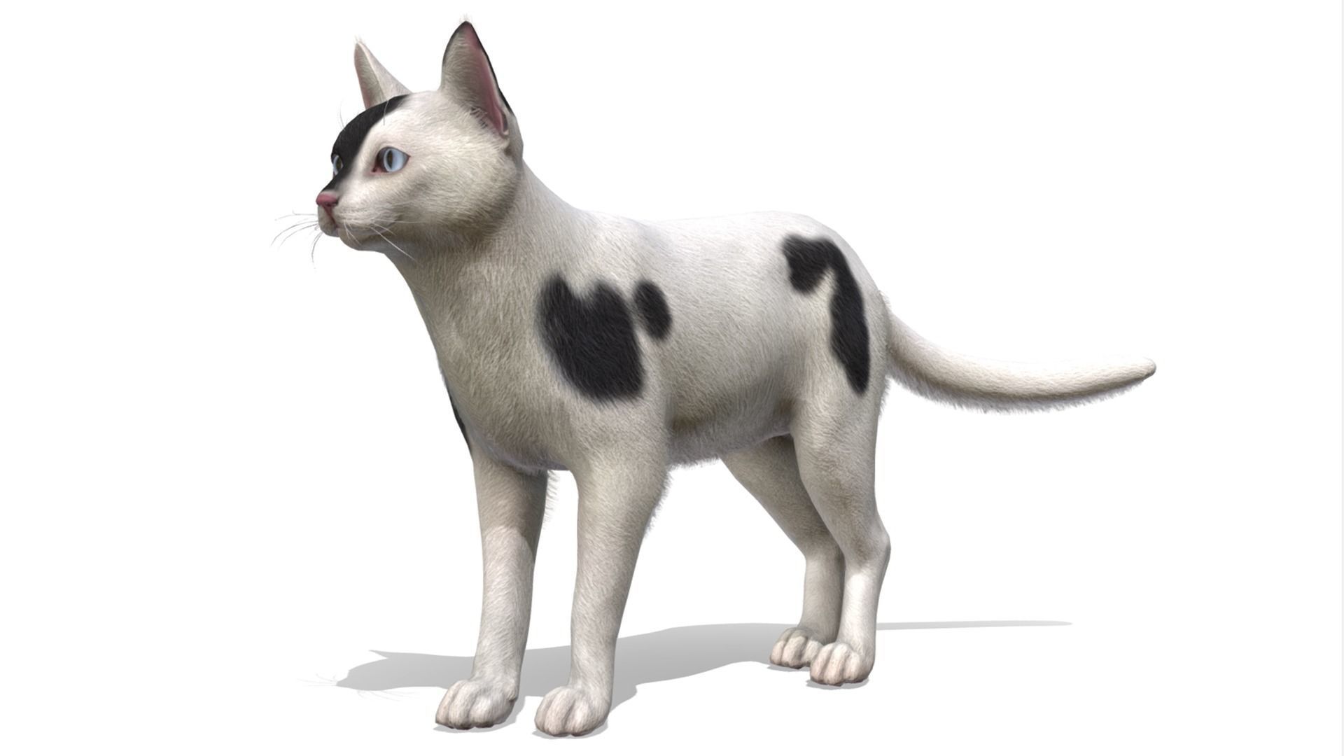 Cats - Simple Low-poly 3D model_11