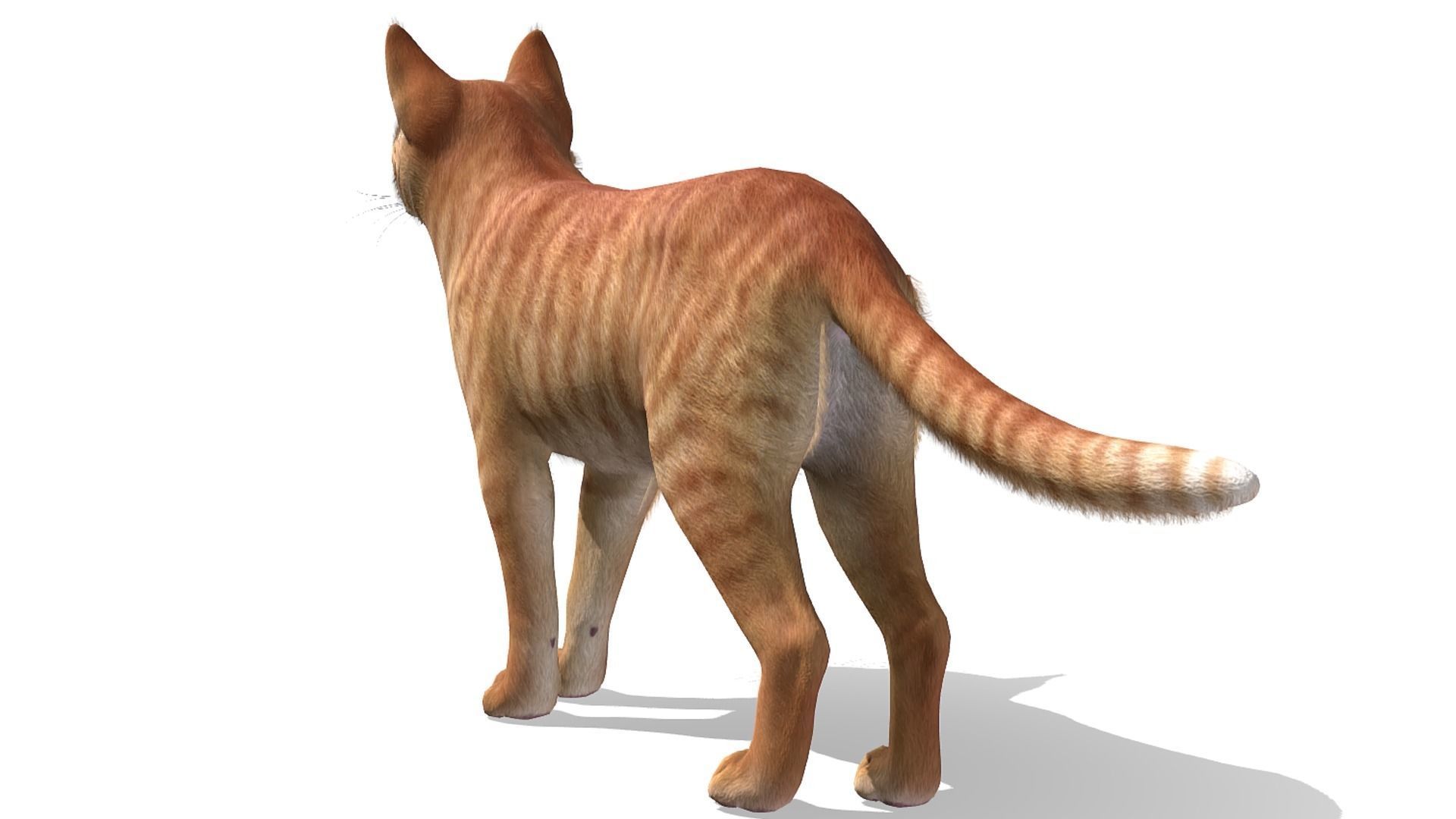 Cats - Simple Low-poly 3D model_8