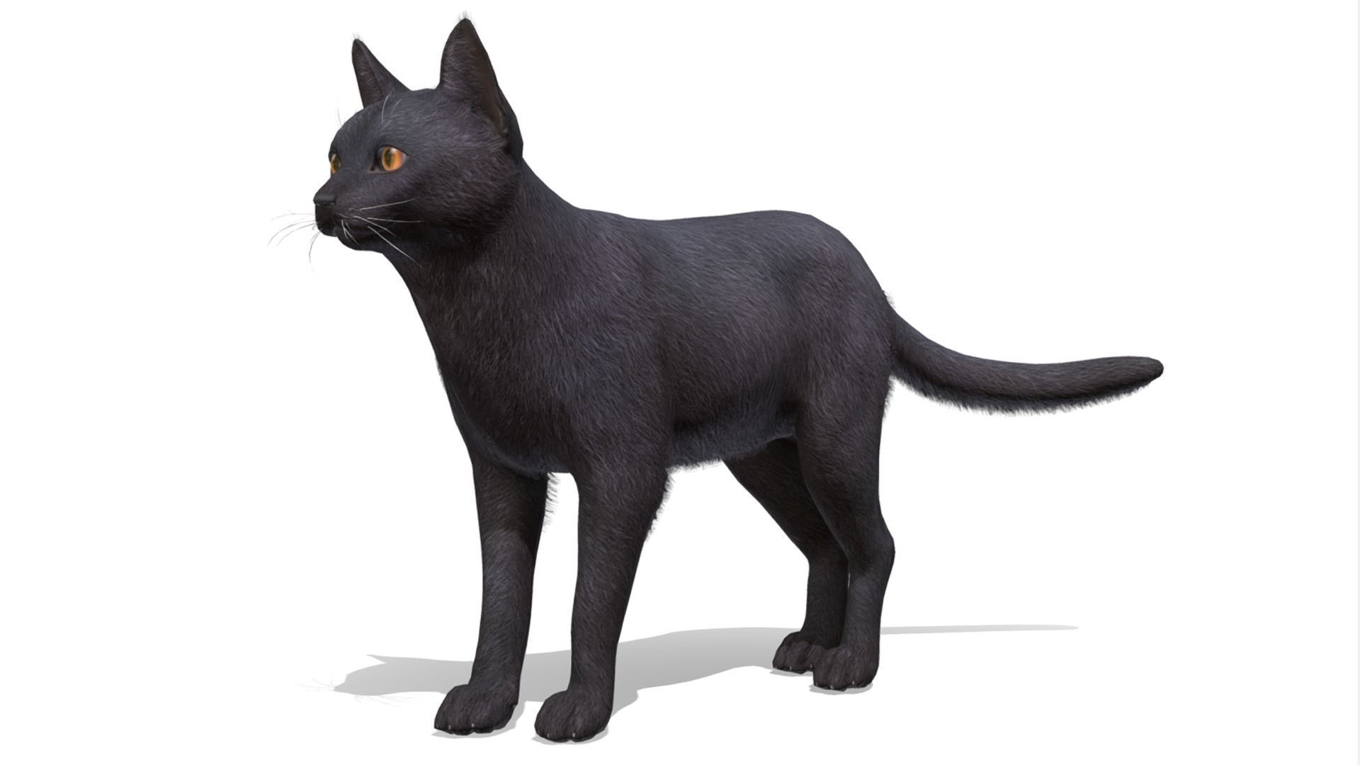 Cats - Simple Low-poly 3D model_12