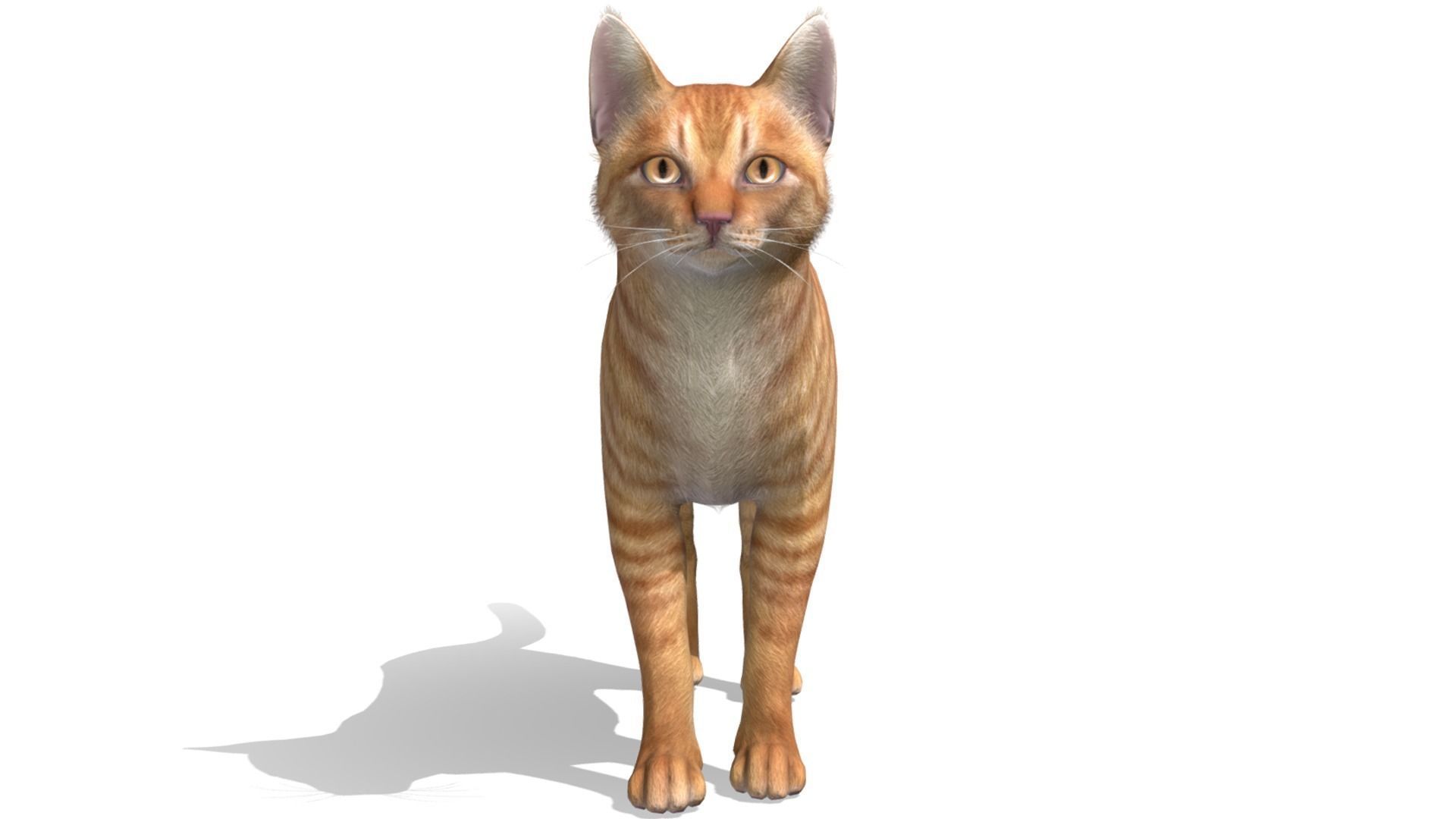 Cats - Simple Low-poly 3D model_6