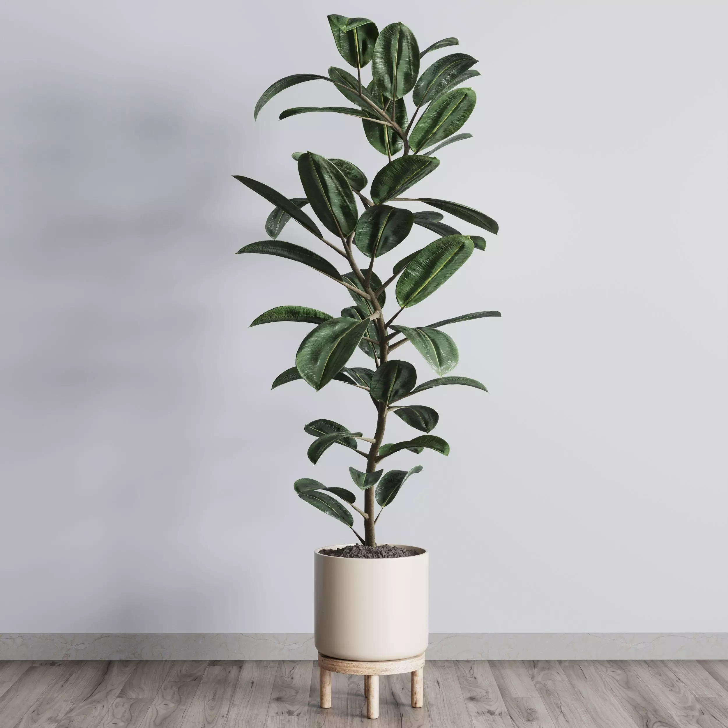 Ficus rubbery plant in wooden vase - Indoor plant 340 Low-poly 3D model