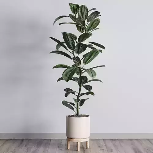 Ficus rubbery plant in wooden vase - Indoor plant 340