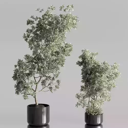 Oilve Trees  set indoor plant 342 