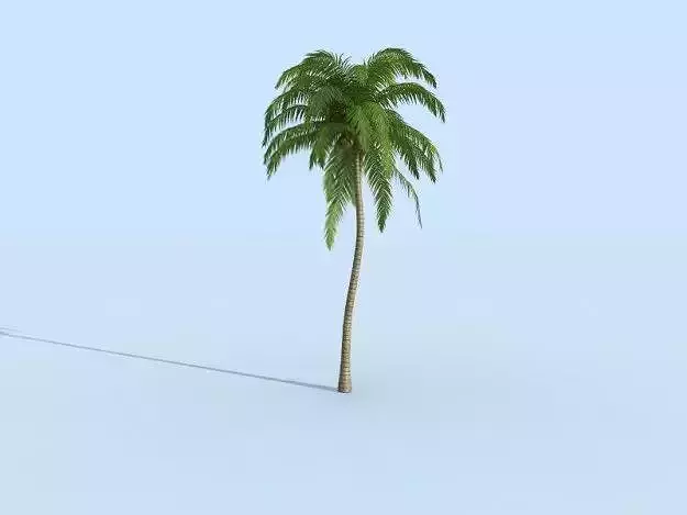 Palm tree