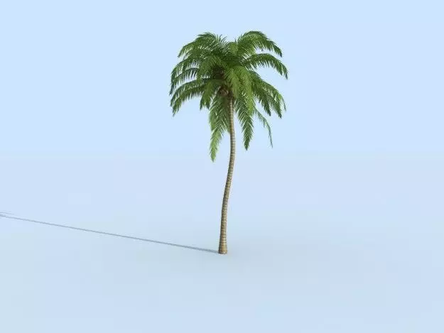 Palm tree 3D model_0