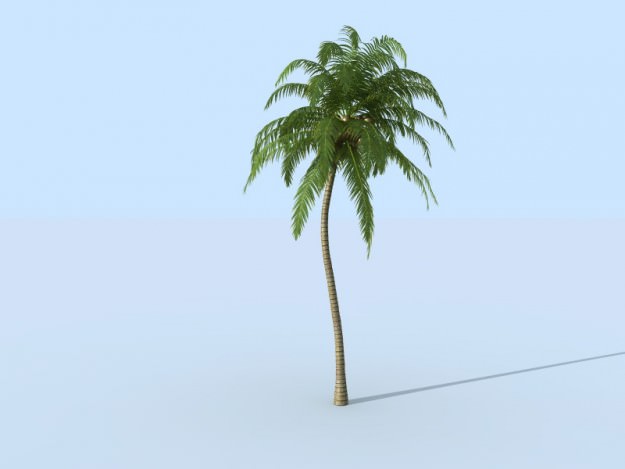 Palm tree 3D model_1