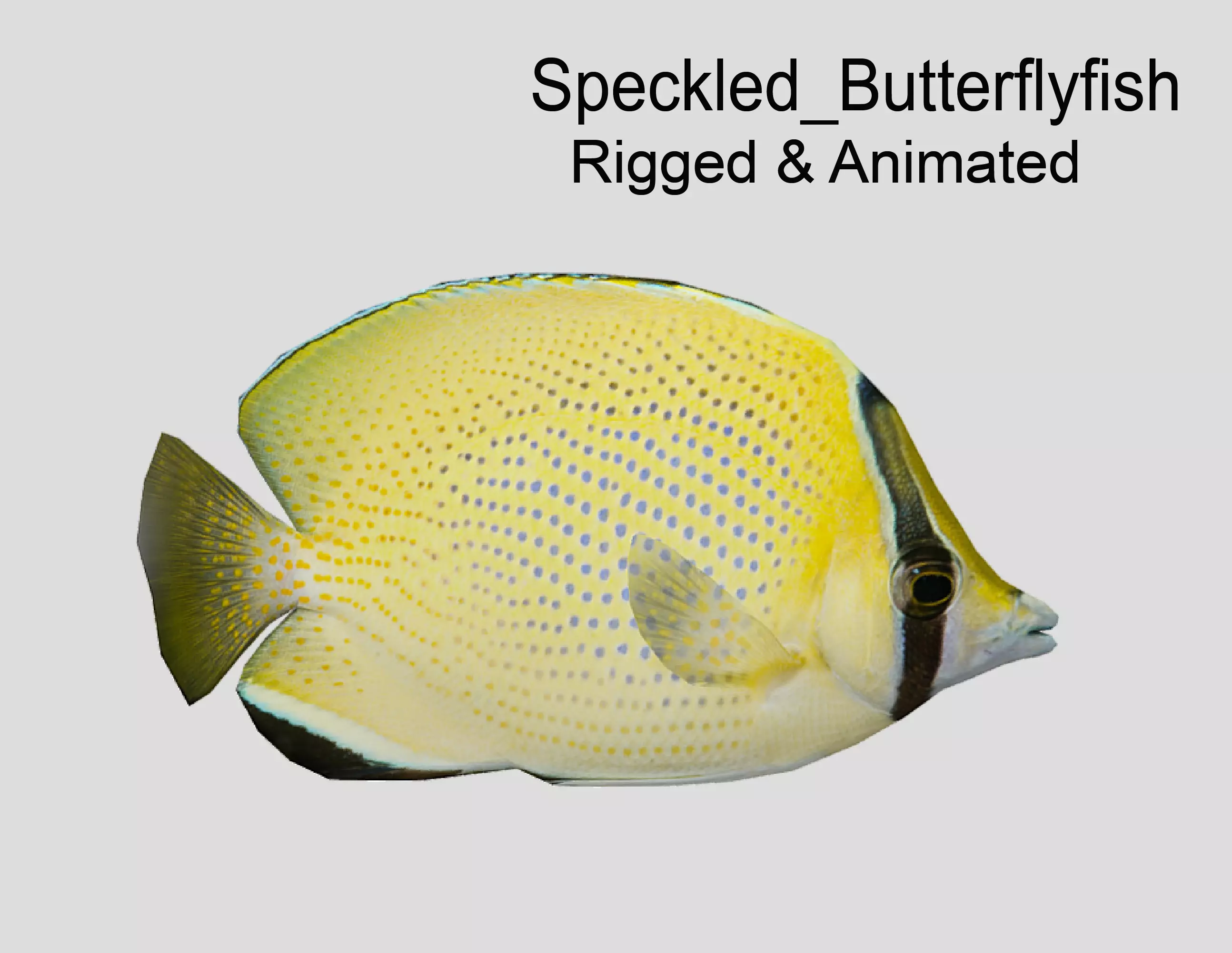 Speckled Butterflyfish Low-poly 3D model