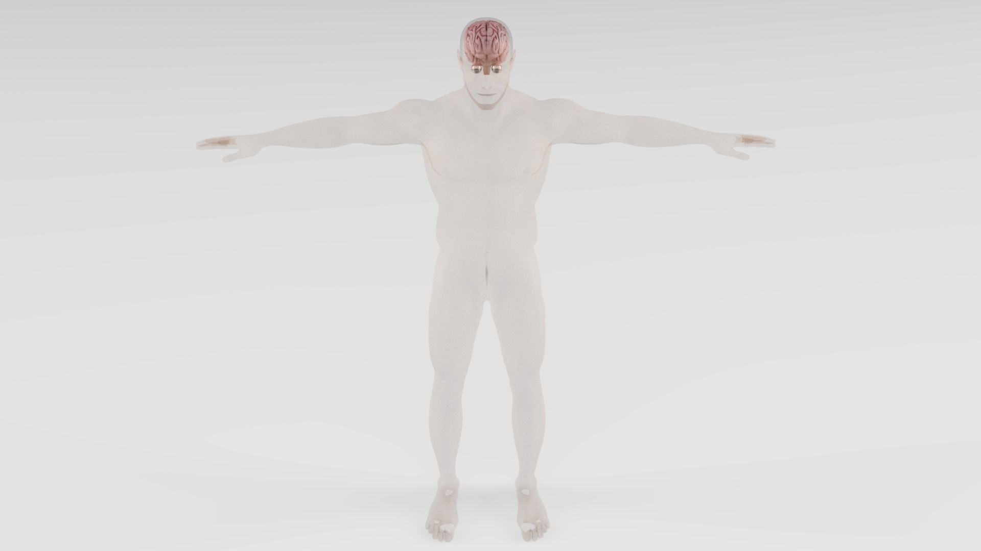 Human Brain 3D model_3