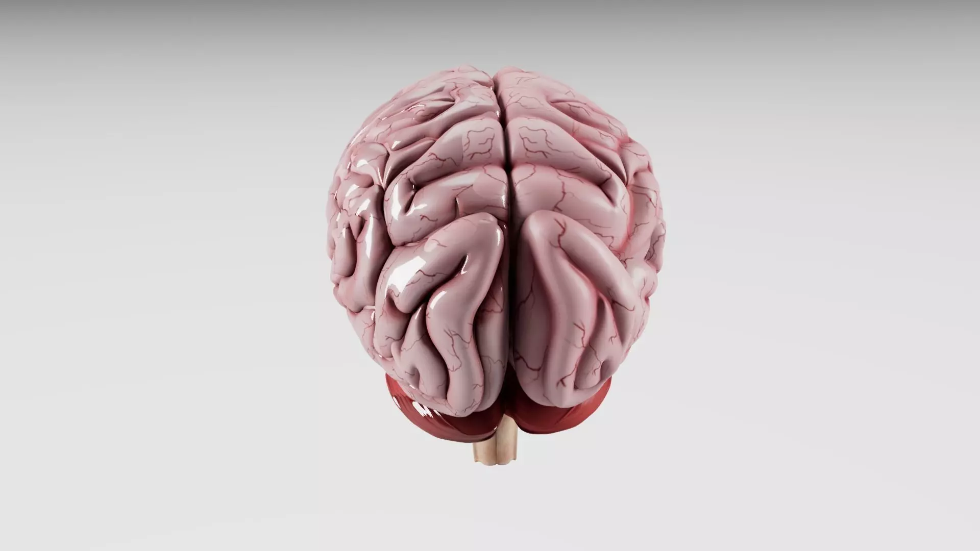 Human Brain 3D model_0