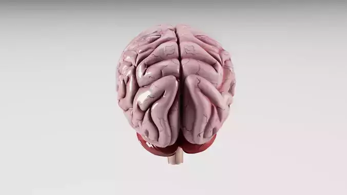 Human Brain  3D model