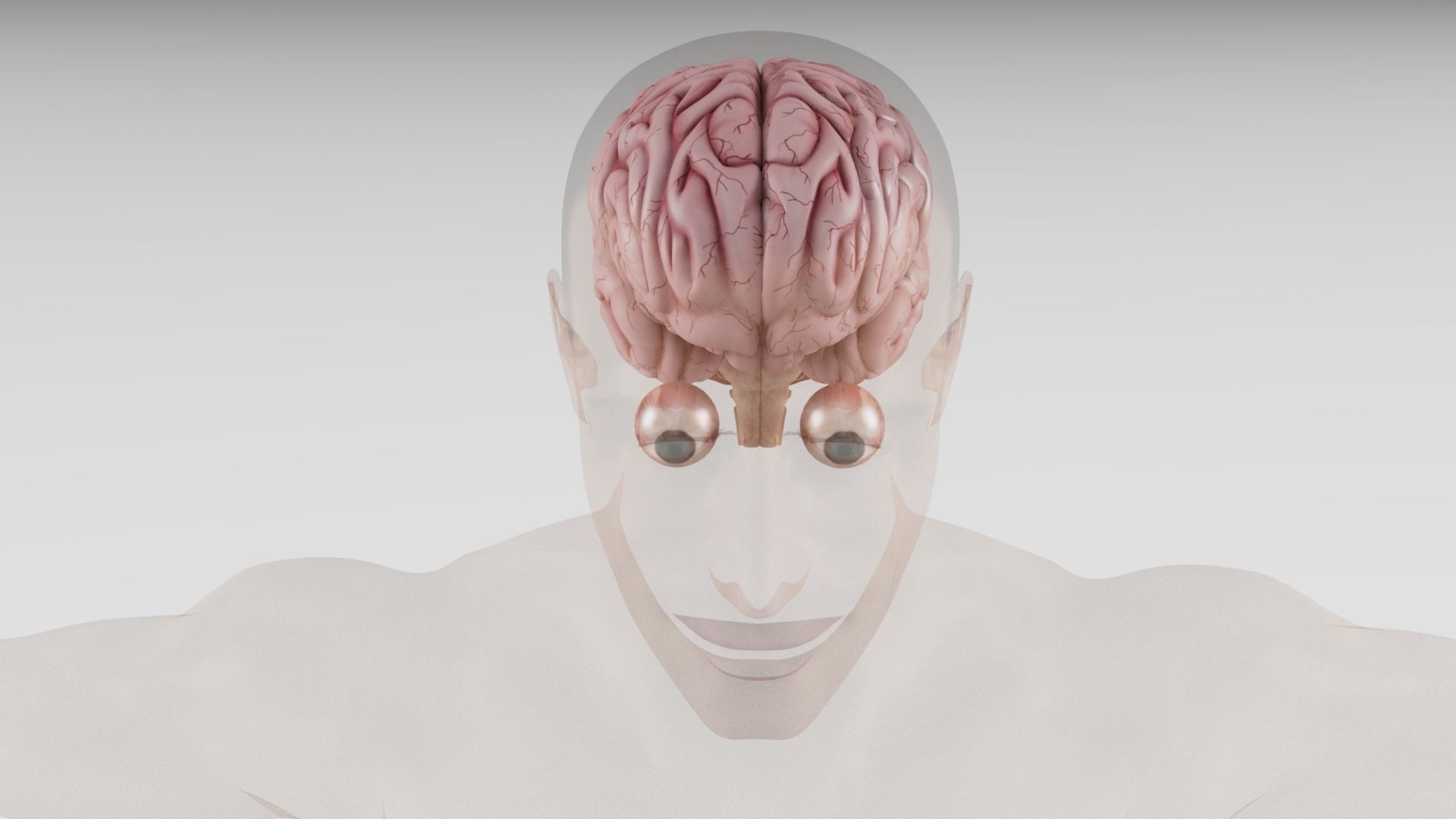 Human Brain 3D model_1