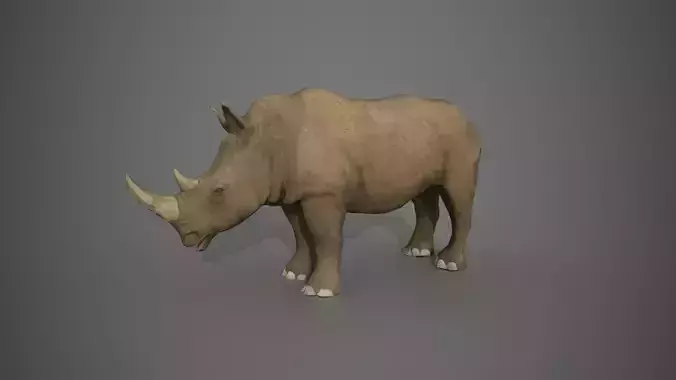 African Rhinoceros