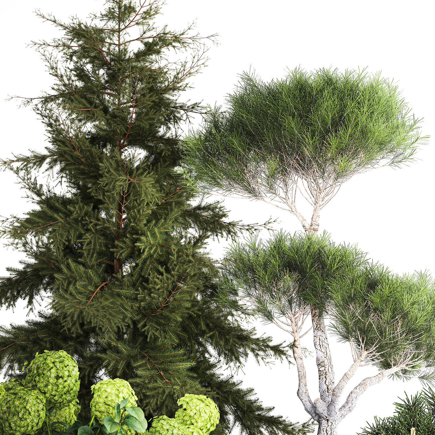 Spruce and pine topiary with hydrangea bushes for the garden  3D model_3