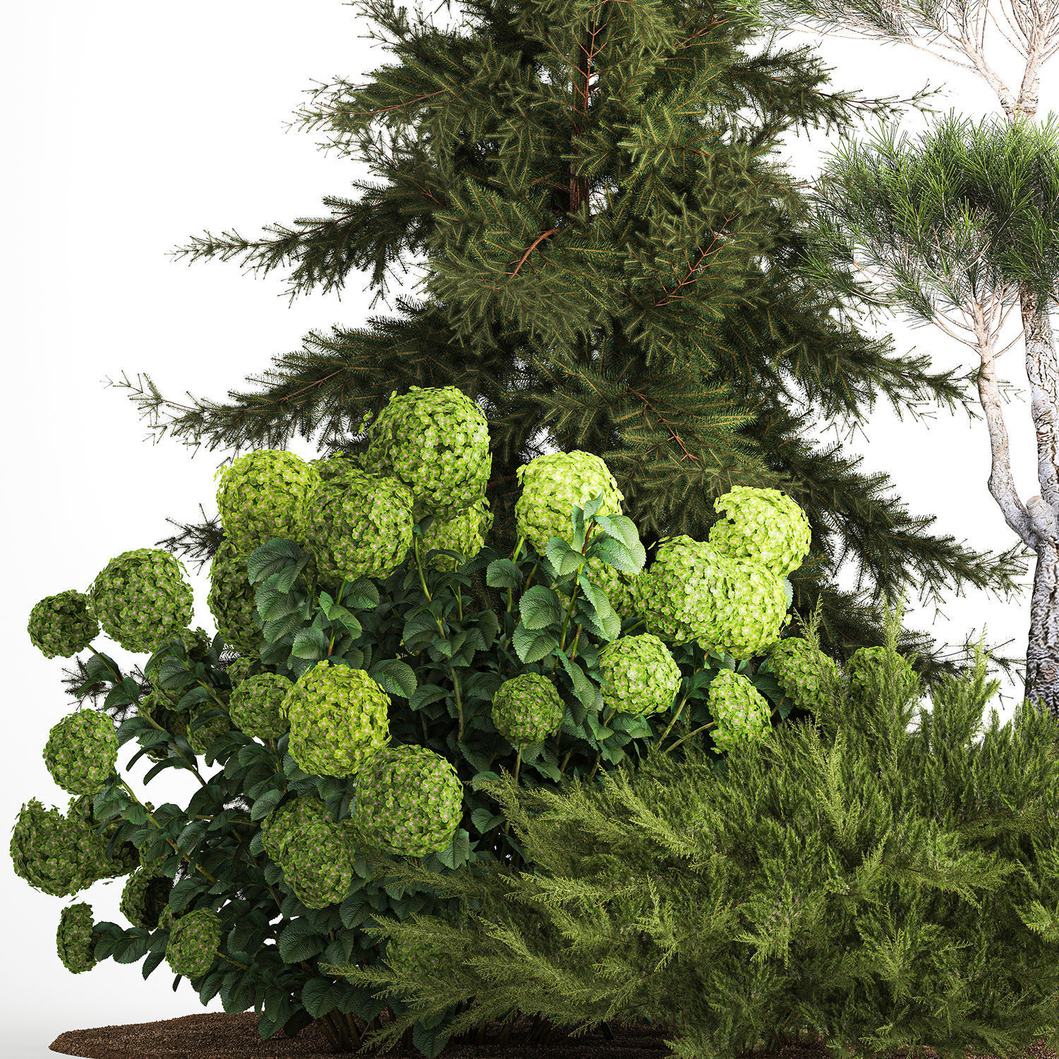 Spruce and pine topiary with hydrangea bushes for the garden  3D model_4