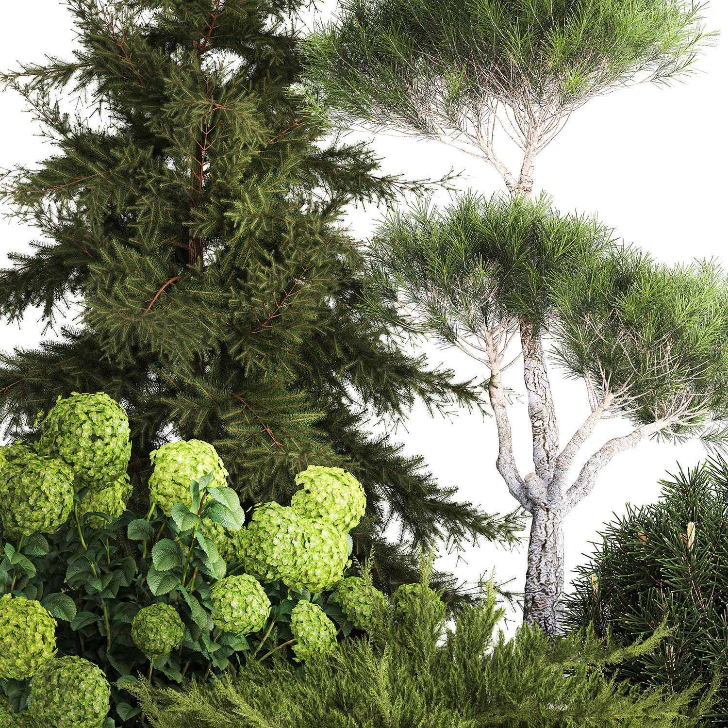 Spruce and pine topiary with hydrangea bushes for the garden  3D model_2