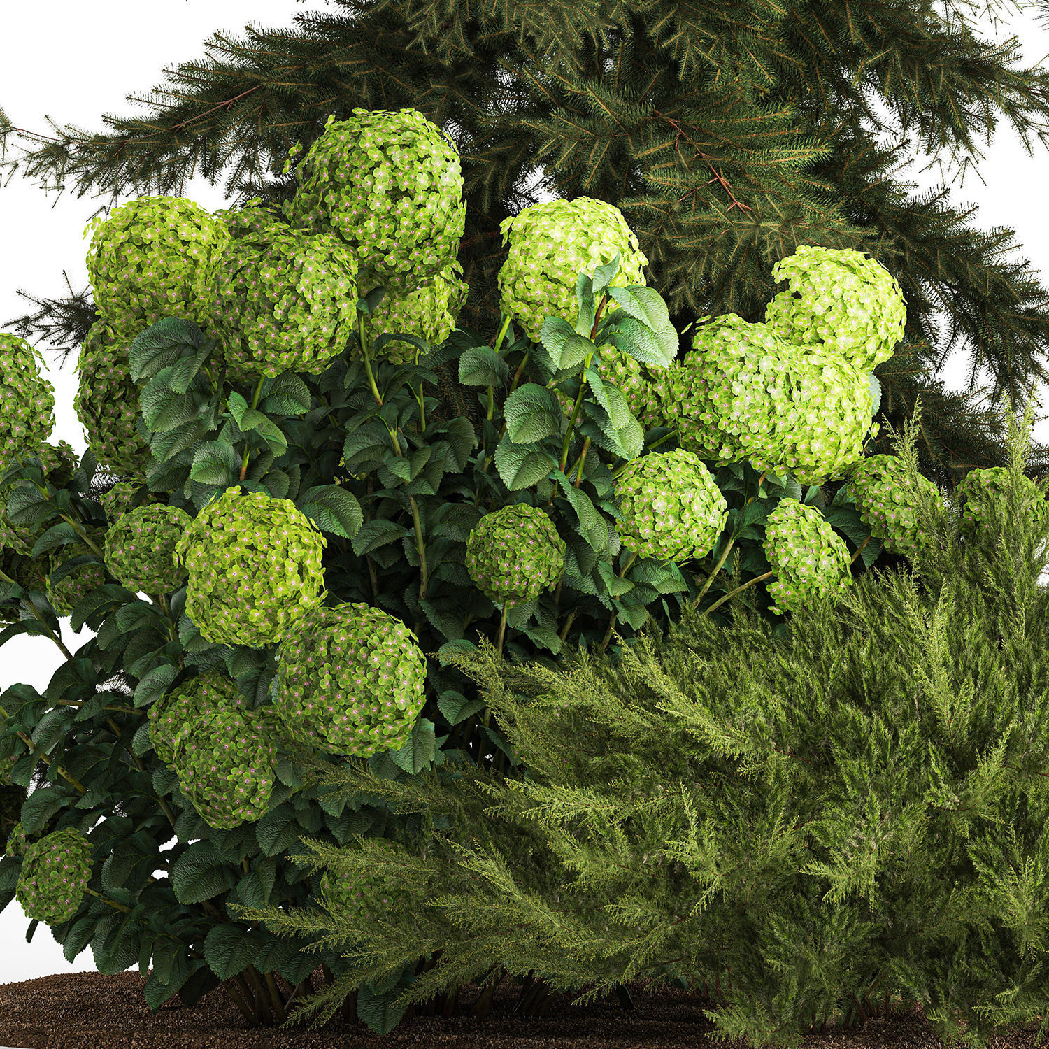 Spruce and pine topiary with hydrangea bushes for the garden  3D model_6