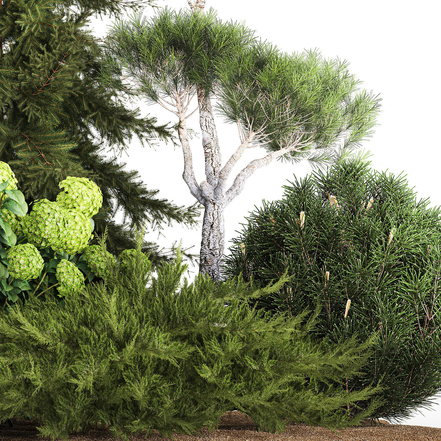 Spruce and pine topiary with hydrangea bushes for the garden  3D model_5