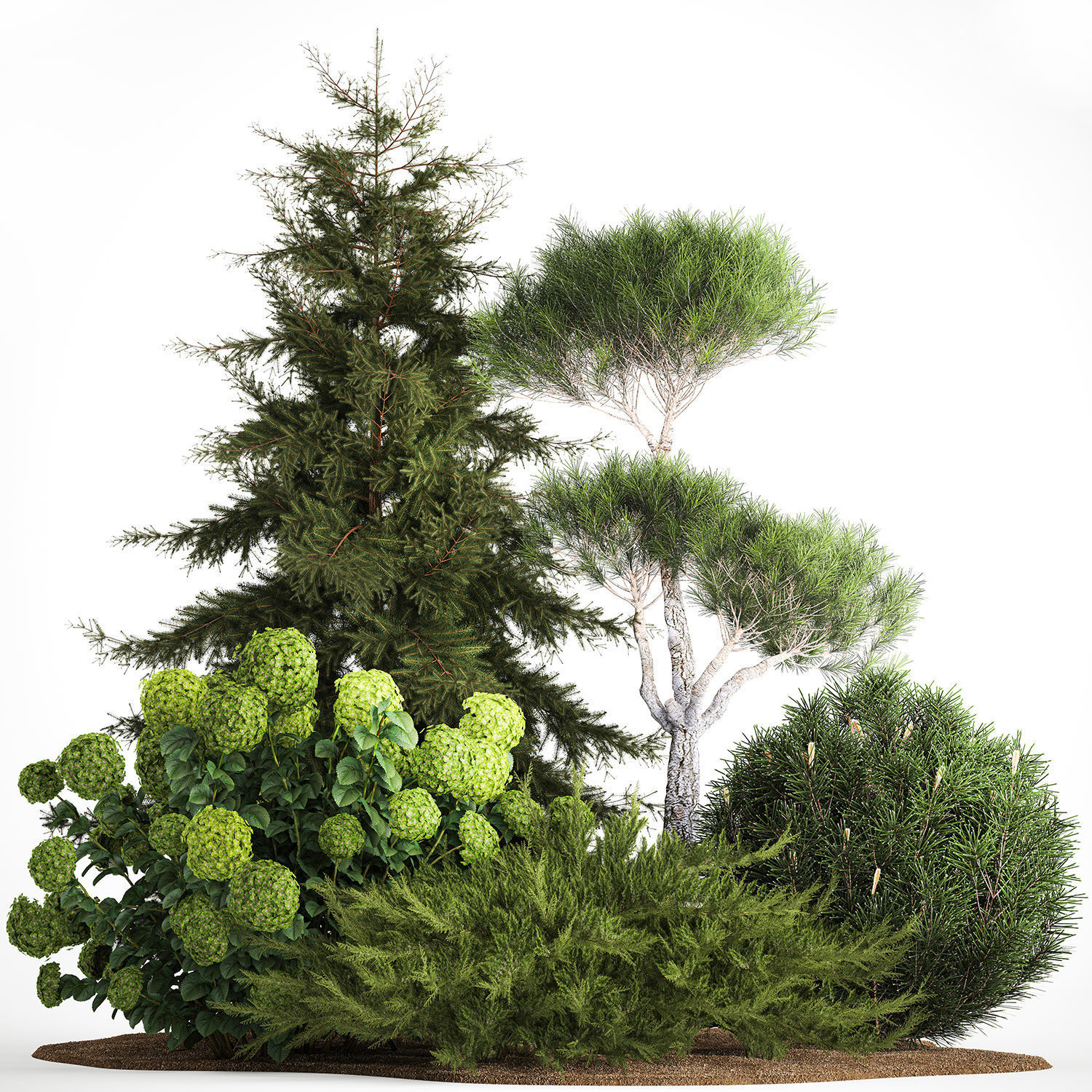 Spruce and pine topiary with hydrangea bushes for the garden  3D model_1