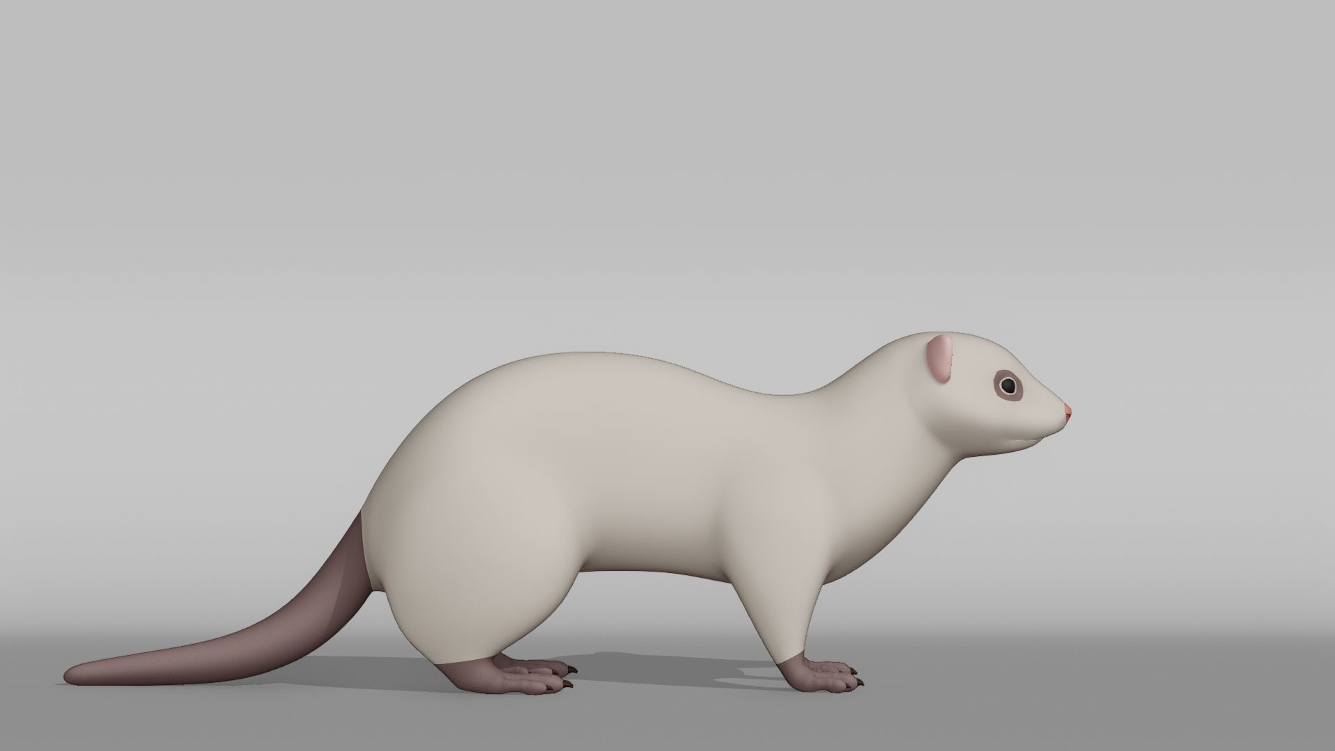 Ferret Base Mesh Low-poly 3D model_8