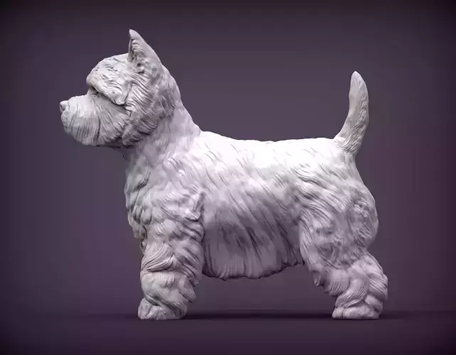 West highland white terrier