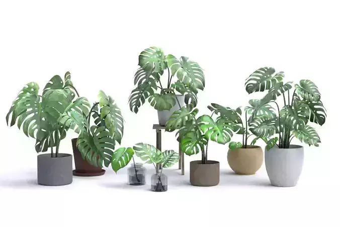 Tropical House Plants Pack - Monstera M01 Low-poly 3D model