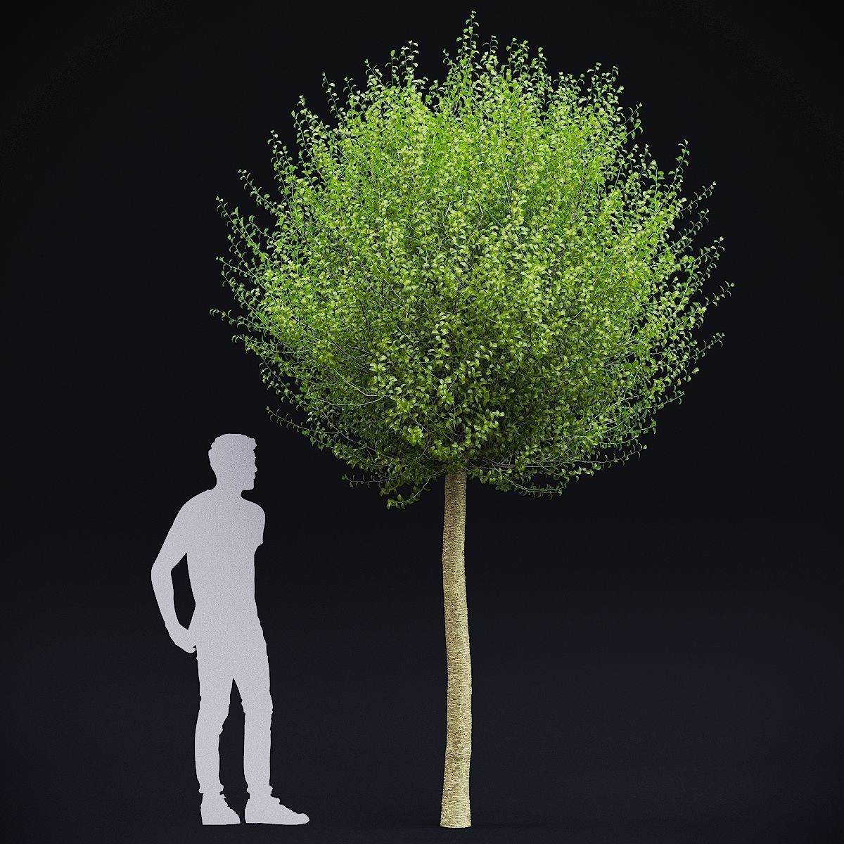 Prunus eminens Umbraculifera 3D model_2