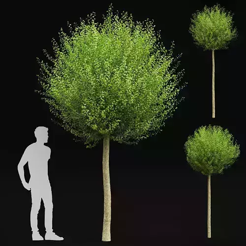 Prunus eminens Umbraculifera