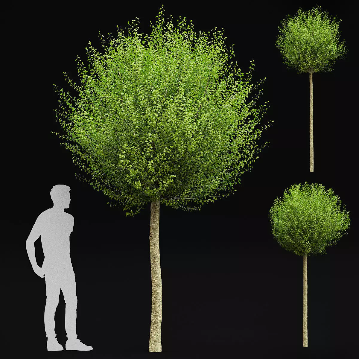 Prunus eminens Umbraculifera 3D model_0