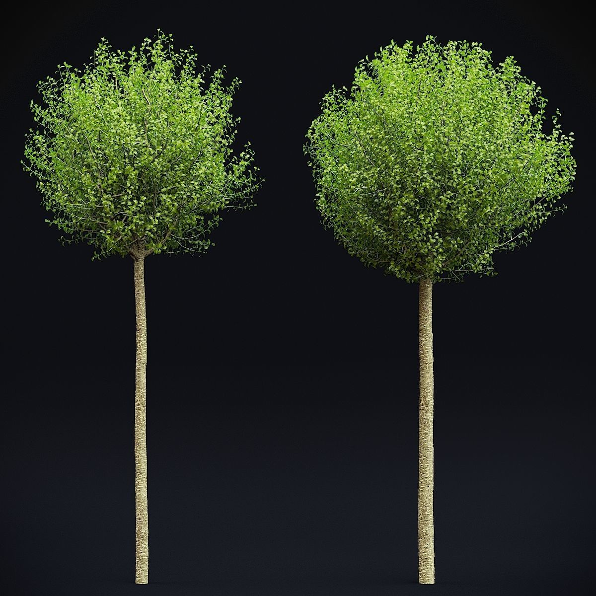 Prunus eminens Umbraculifera 3D model_3
