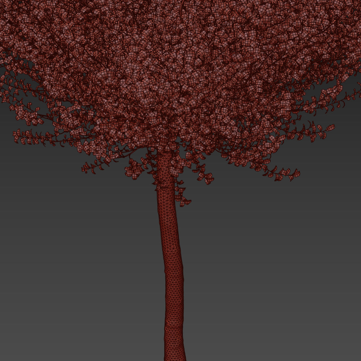 Prunus eminens Umbraculifera 3D model_4