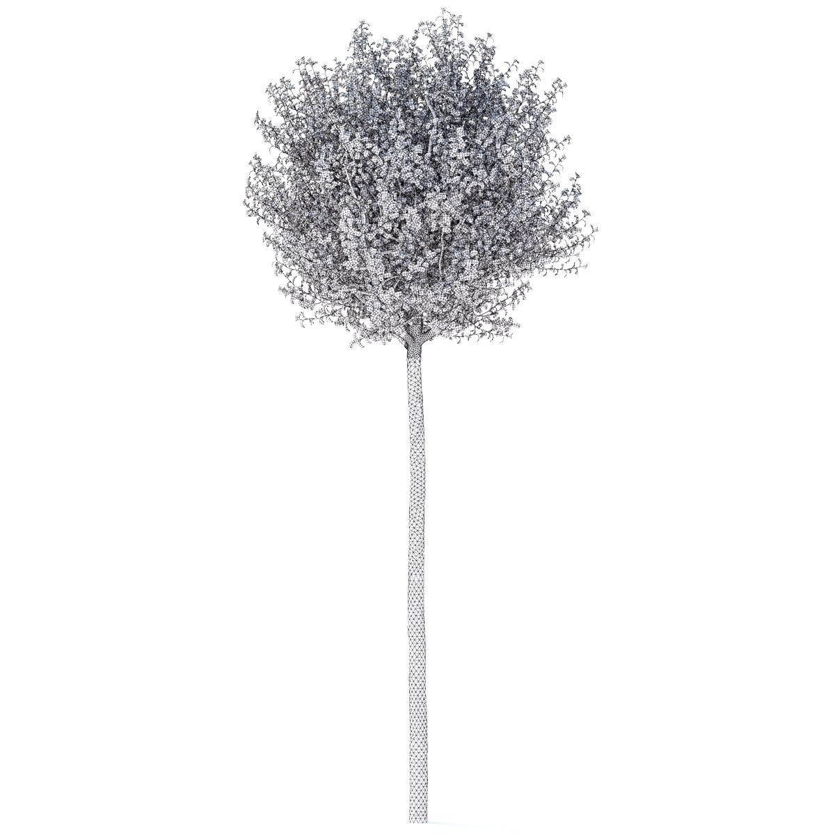 Prunus eminens Umbraculifera 3D model_1