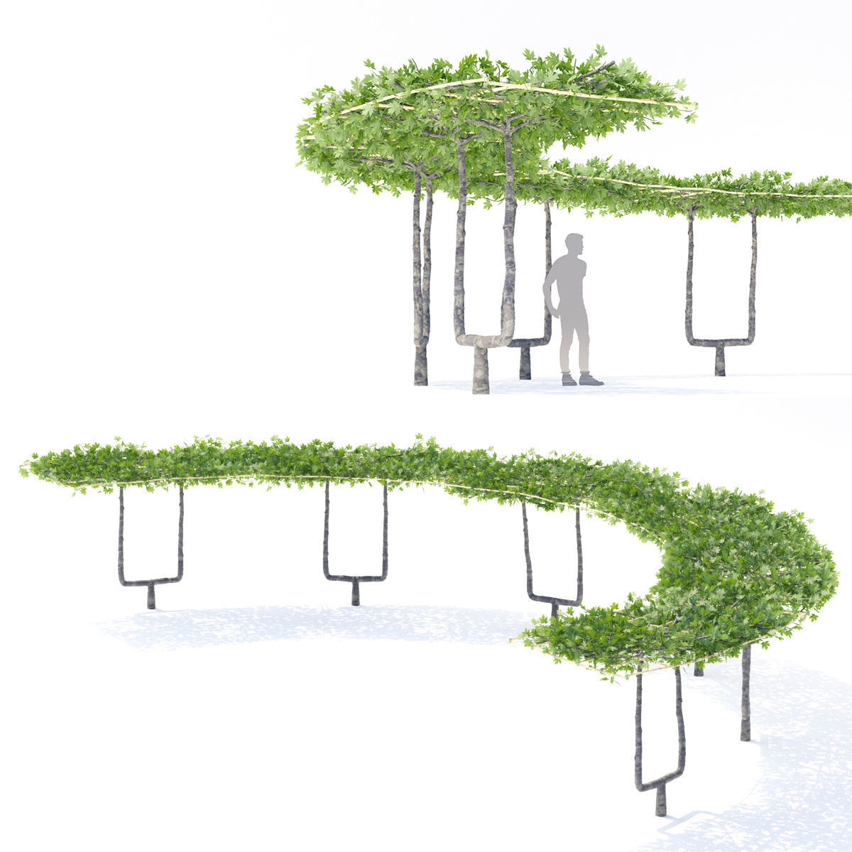 Platanus x acerifolia roof 3D model_2
