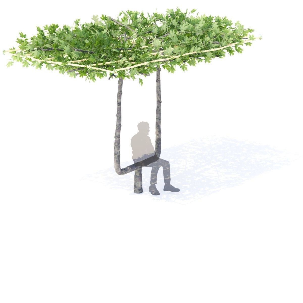 Platanus x acerifolia roof 3D model_5