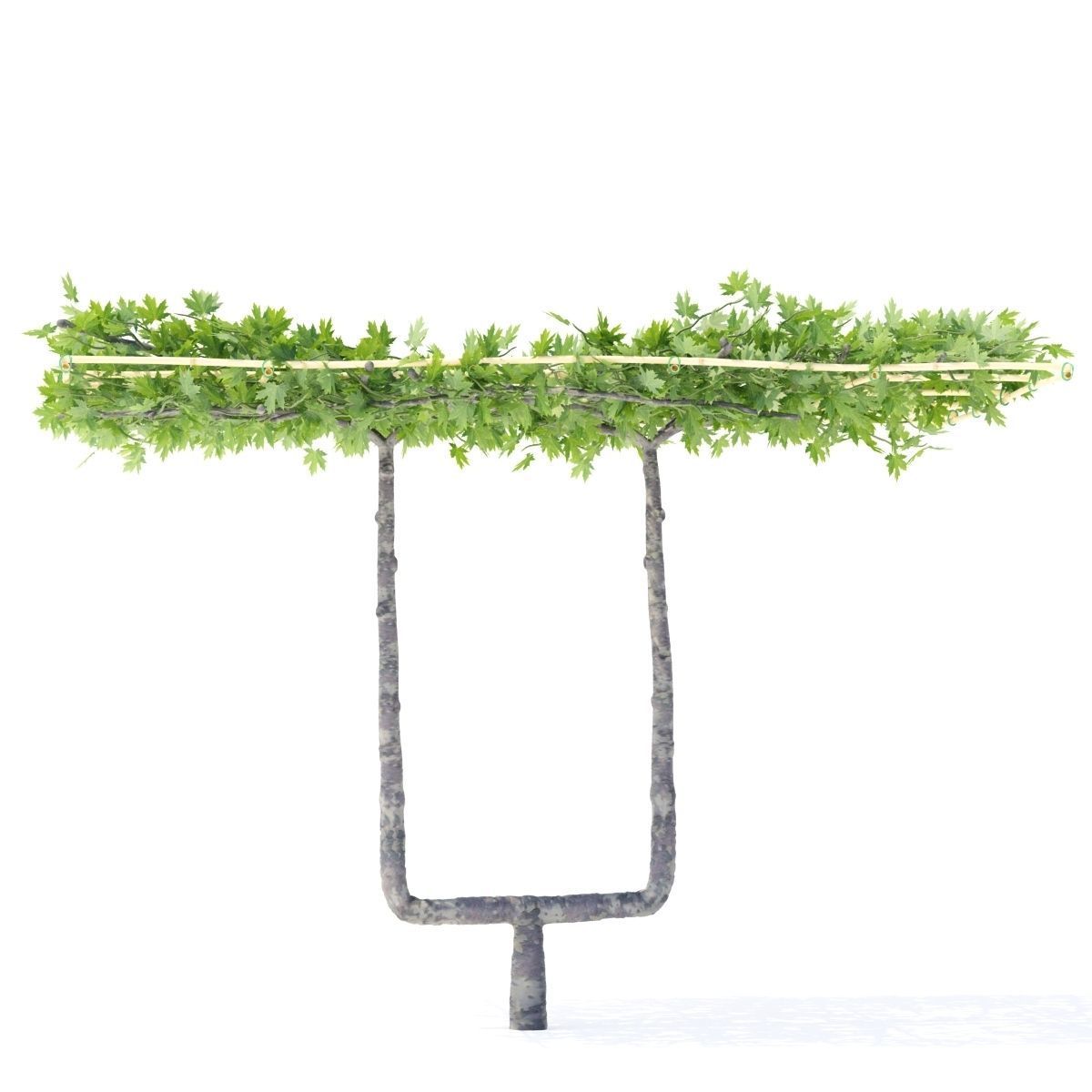 Platanus x acerifolia roof 3D model_8