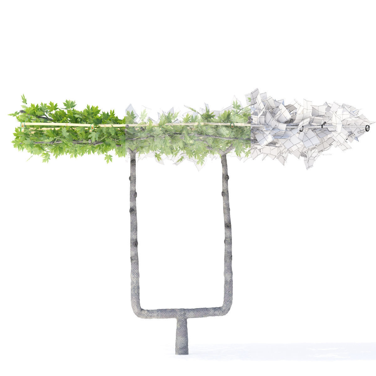 Platanus x acerifolia roof 3D model_1