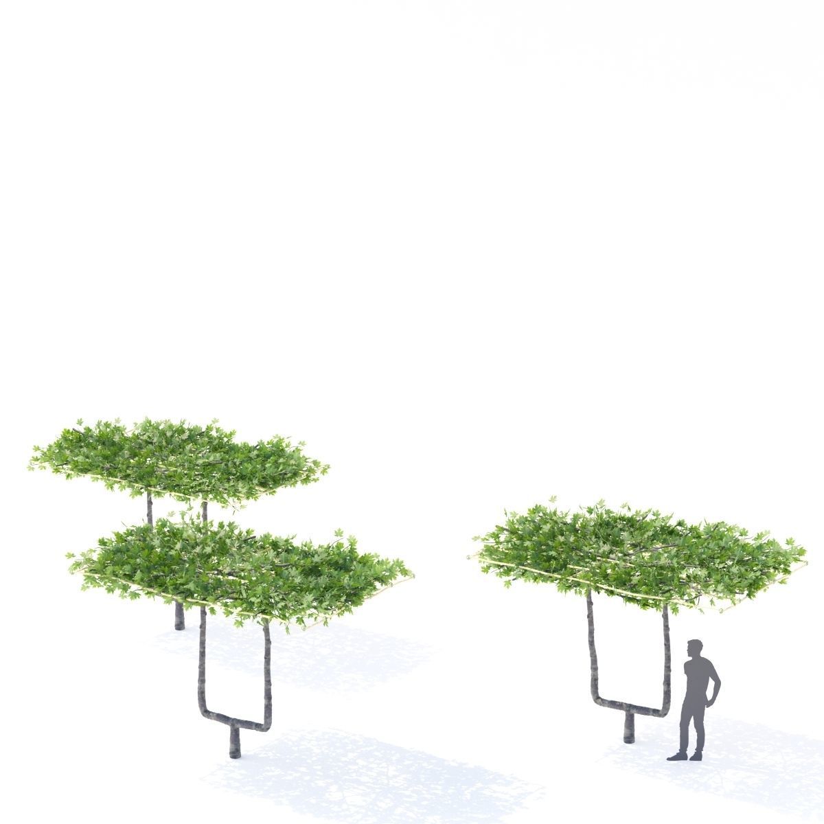 Platanus x acerifolia roof 3D model_4