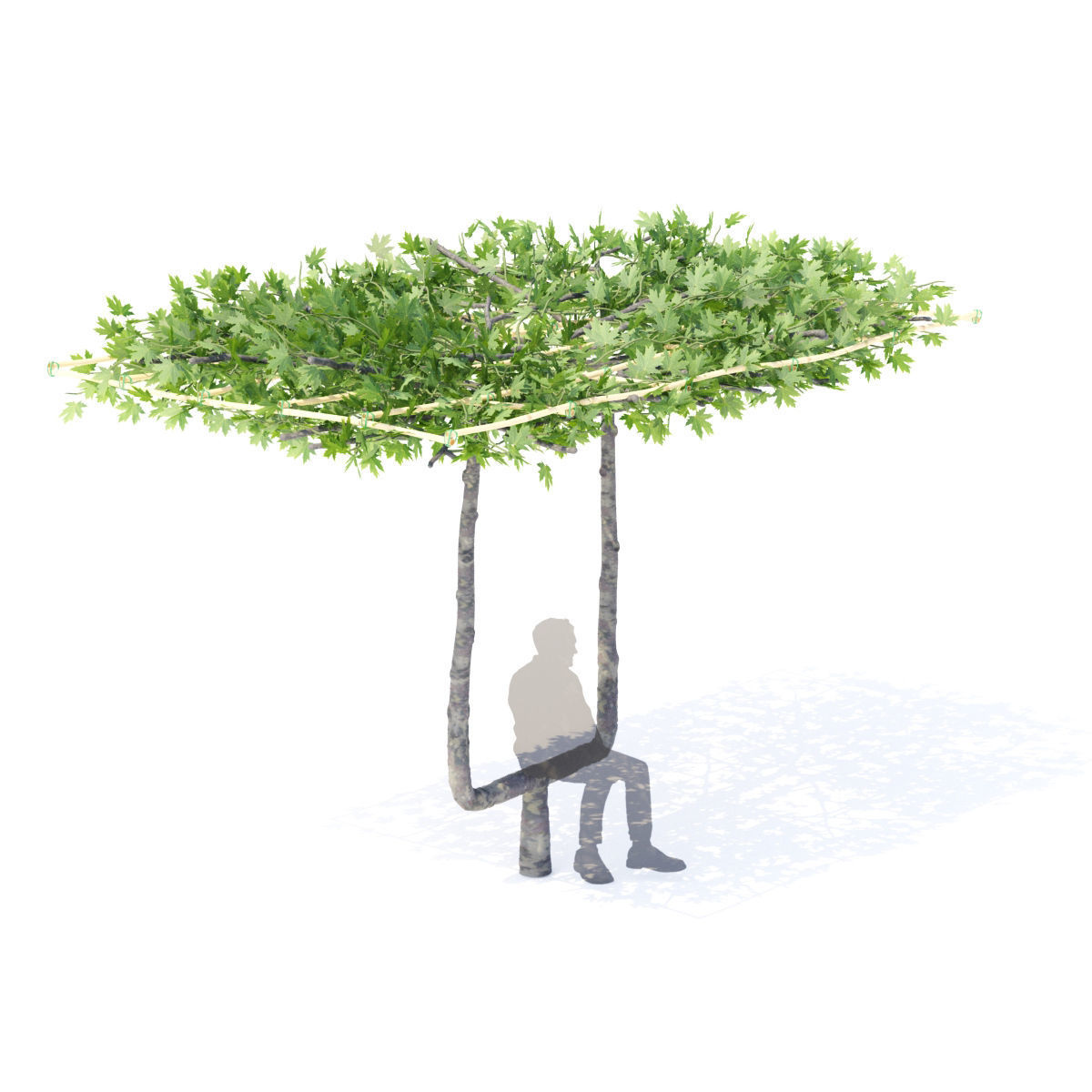 Platanus x acerifolia roof 3D model_3