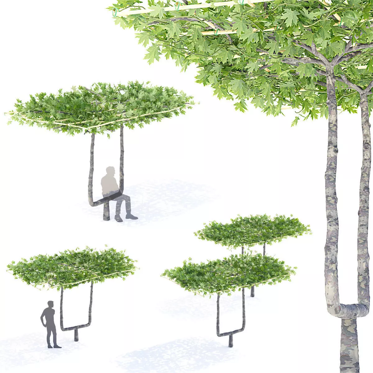 Platanus x acerifolia roof 3D model_0