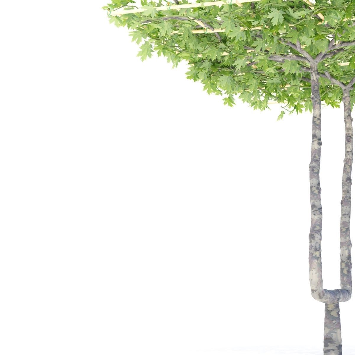 Platanus x acerifolia roof 3D model_6