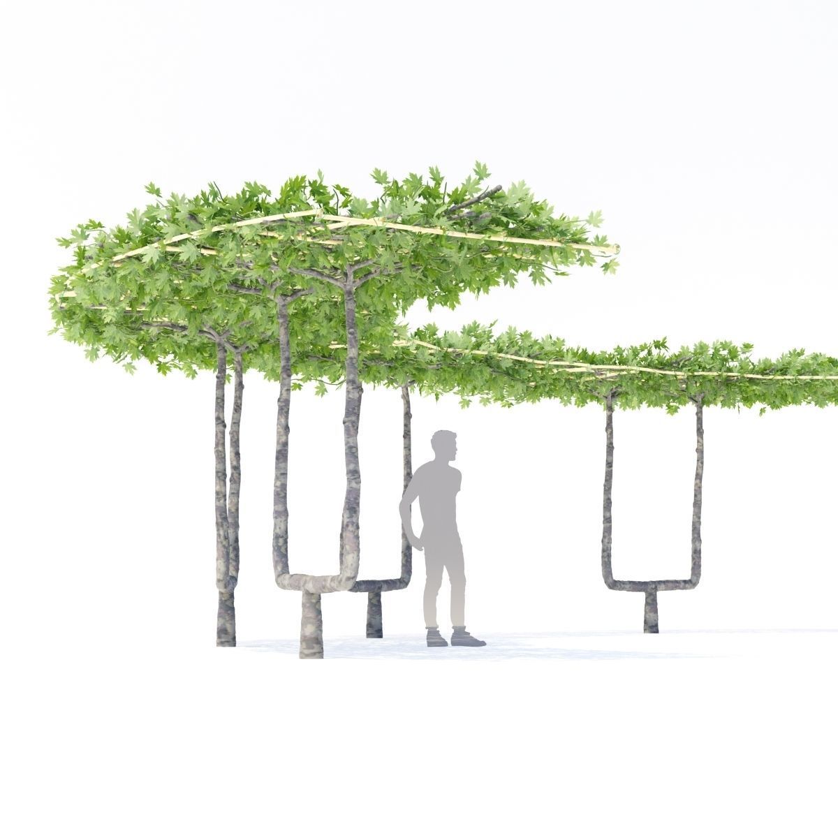Platanus x acerifolia roof 3D model_7